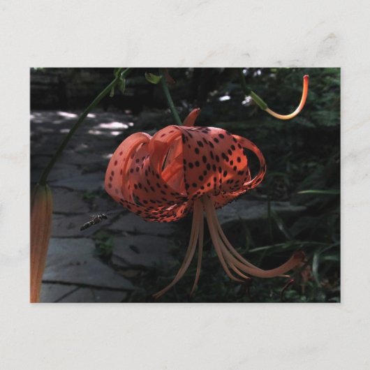 Definitieve Benadering Briefkaart (Voorkant)