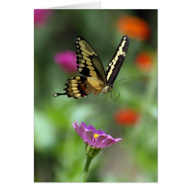 Degene die zondigt (Voorkant)