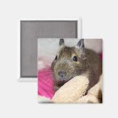 Degu Achter Teddy Magneet (Voorkant / Achterkant)