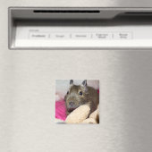 Degu Achter Teddy Magneet (Insitu (Vaatwasser))