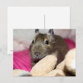 Degu Behind Fallen Teddy Bear Briefkaart (Voorkant / Achterkant)