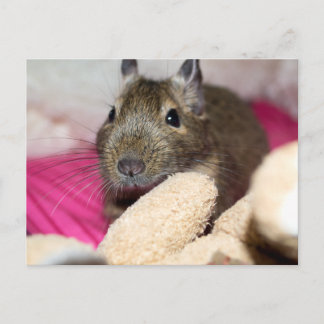 Degu Behind Fallen Teddy Bear Briefkaart
