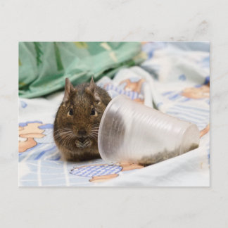 Degu die haar eten op het bed gooit briefkaart