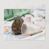 Degu die haar eten op het bed gooit briefkaart (Voorkant)