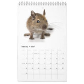 Degu-familie Kalender (Feb 2027)