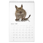 Degu-familie Kalender (Jan 2027)