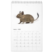 Degu-familie Kalender (Mar 2027)