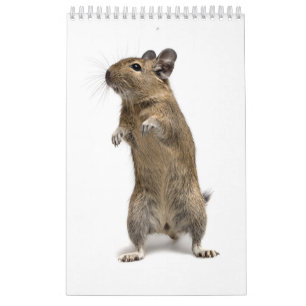 Degu-familie Kalender
