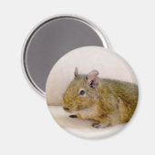 Degu Magnet (Voorkant / Achterkant)