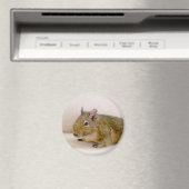 Degu Magnet (Insitu (Vaatwasser))