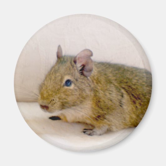 Degu Magnet (Voorkant)