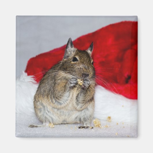 Degu met Santa Hat Feestelijk Magneet (Voorkant)