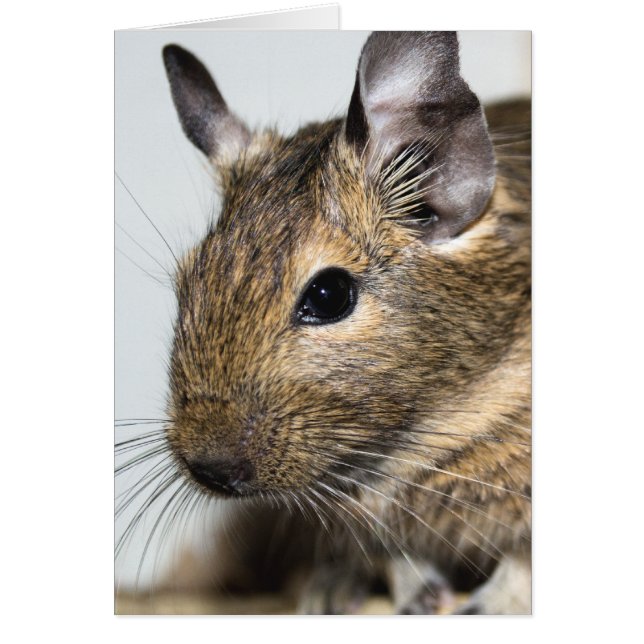 Degu Portrait (Voorkant)
