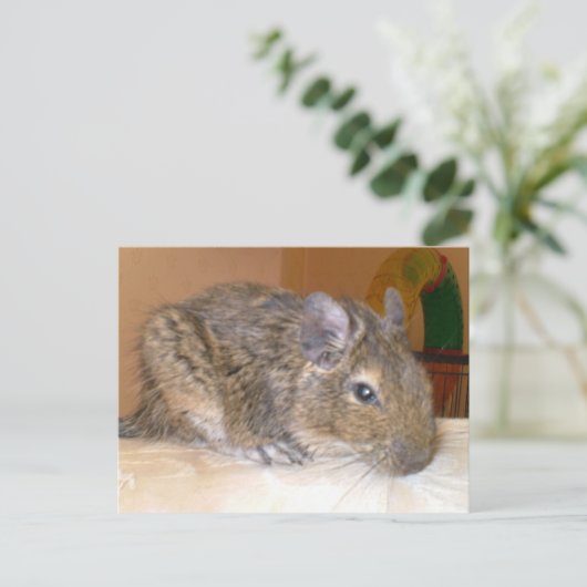 Degu relaxerend Briefkaart (Staand voorkant)