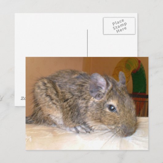 Degu relaxerend Briefkaart (Voorkant / Achterkant)