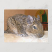 Degu relaxerend Briefkaart (Voorkant)