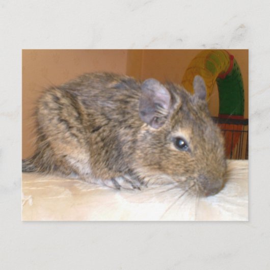 Degu relaxerend Briefkaart (Voorkant)