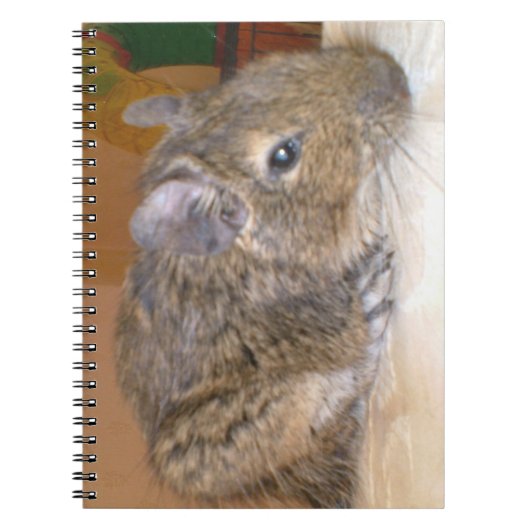 Degu Relaxing Notitieboek (Voorkant)