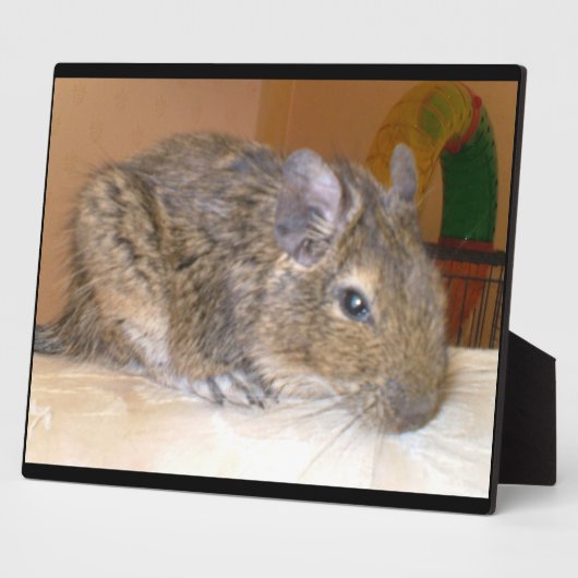 Degu Relaxing Plaque Fotoplaat (Zijkant)
