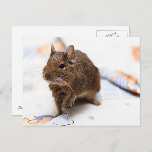 Degu staat op het bedblad briefkaart (Voorkant / Achterkant)