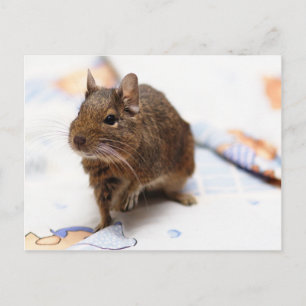 Degu staat op het bedblad briefkaart