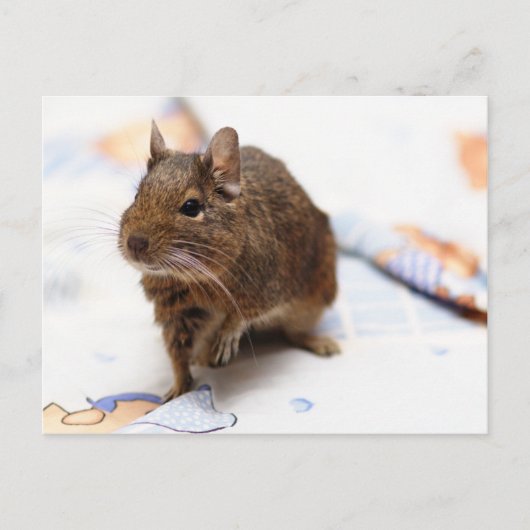 Degu staat op het bedblad briefkaart (Voorkant)