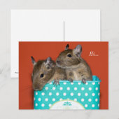 Degus Inside Coffee Tin 'Hi' Briefkaart (Voorkant / Achterkant)