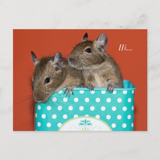 Degus Inside Coffee Tin 'Hi' Briefkaart (Voorkant)
