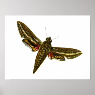 Deilephila celerio - Vine Hawk-Moth Poster