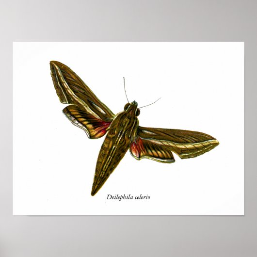 Deilephila celerio - Vine Hawk-Moth Poster (Voorkant)