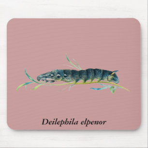 Deilephila elpenor muismat