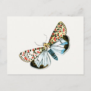 Deiopeia pulchella - Kwetsbare Flunkey Moth Briefkaart