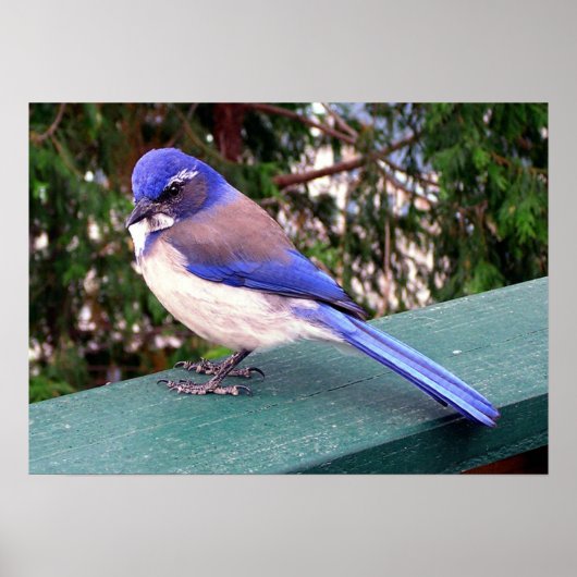 Dekbezoeker Poster (Voorkant)