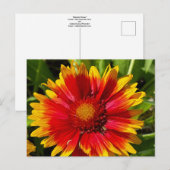Deken Bloem Briefkaart (Voorkant / Achterkant)