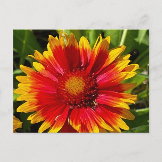 Deken Bloem Briefkaart (Voorkant)
