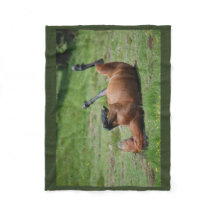 Deken _ Italië _ Aveto Natuurpark _ Paard