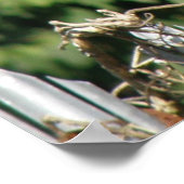 Dekhoorn balanceren poster (Hoek)