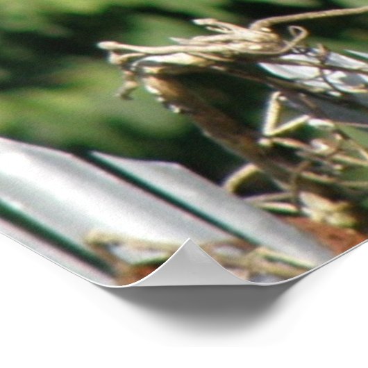 Dekhoorn balanceren poster (Hoek)