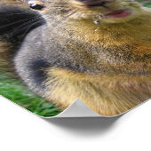 Dekhoorn Closeup Poster (Hoek)