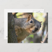 Dekhoornpas Briefkaart (Voorkant / Achterkant)