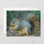 Dekhoornpas Briefkaart (Voorkant / Achterkant)