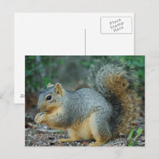 Dekhoornpas Briefkaart (Voorkant / Achterkant)