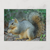 Dekhoornpas Briefkaart (Voorkant)