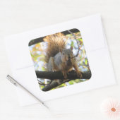 Dekhoorntjesbrood op Stickers met boomvertakking (Envelop)