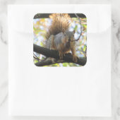 Dekhoorntjesbrood op Stickers met boomvertakking (Tas)