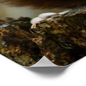 Dekhoornvormig Poster (Hoek)