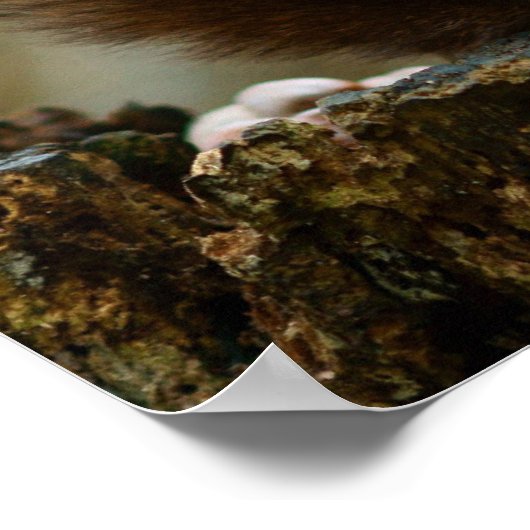 Dekhoornvormig Poster (Hoek)