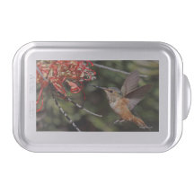 Dekpan met Hummingbird