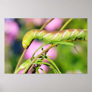 Dekpijlers van de Privet Hawk Moth-vlinder Poster