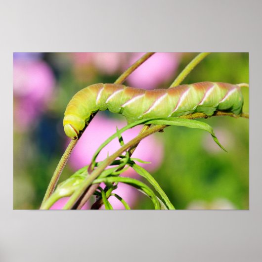 Dekpijlers van de Privet Hawk Moth-vlinder Poster (Voorkant)
